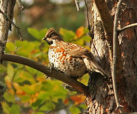 Hazel Grouse | Greek Nature Encyclopedia