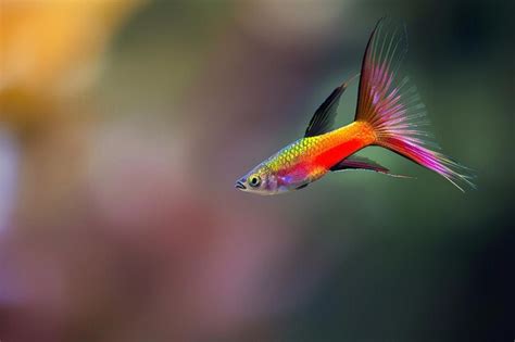 Premium Photo | Red swordtail fish displaying territorial behavior