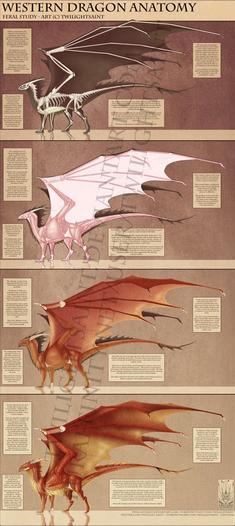 Reference - Western Dragon Anatomy by TwilightSaint on DeviantArt