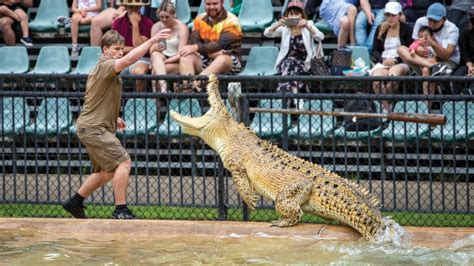 Wildlife conservatory Australia Zoo announces NFT project with Algorand