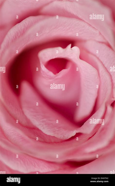 English candy pink rose details of flower whorls and overlapping petals making form of letter ...