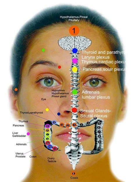 www.nmsportsmassage.com Reflexology Body map - Face | Acupressure therapy, Reflexology, Acupressure