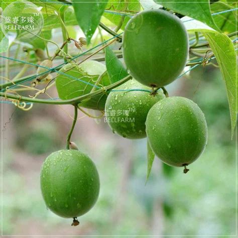 2018 Bellfarm Heirloom Luo Han Guo Siraitia Grosvenorii Fresh Seeds, 30 Seeds, Chinese Herbs ...