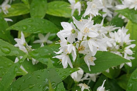 Características e cultivo da Deutzia (Deutzia gracilis) - PlantaSonya - O seu blog sobre cultivo ...