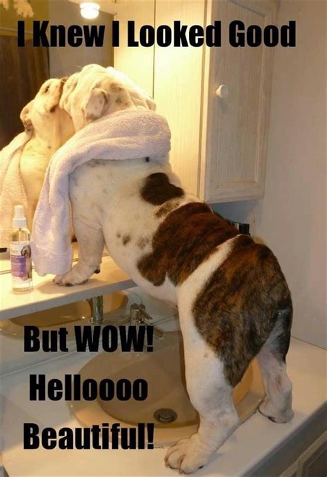 Funny Animal Pictures 25 Pics