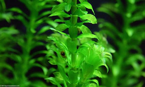 An Anacharis Plant is a good aquarium plant for beginner hobbyists. It ...