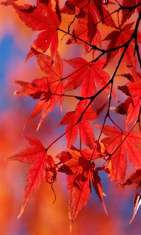 Autumn Season, red leaves, HD phone wallpaper | Peakpx