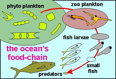 Plankton - Definition and Examples - Biology Online Dictionary