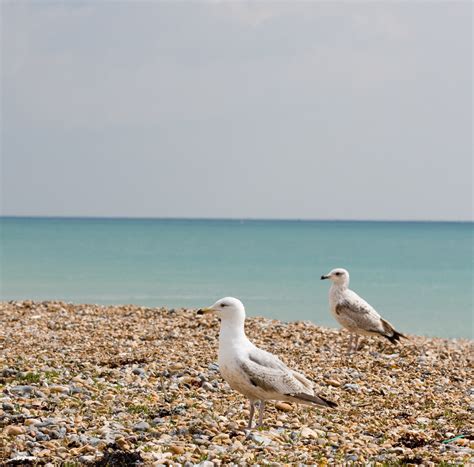 Seagulls On The Beach Free Stock Photo - Public Domain Pictures