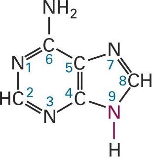 Bio Gallery: Nucleic Acids Structures