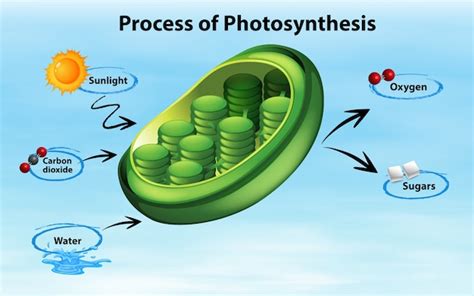 Diagramm, das den prozess der photosynthese zeigt | Kostenlose Vektor