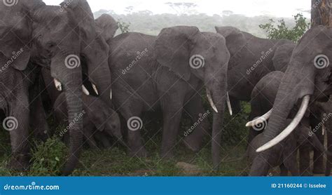 Elephants at the Serengeti National Park Stock Photo - Image of ...