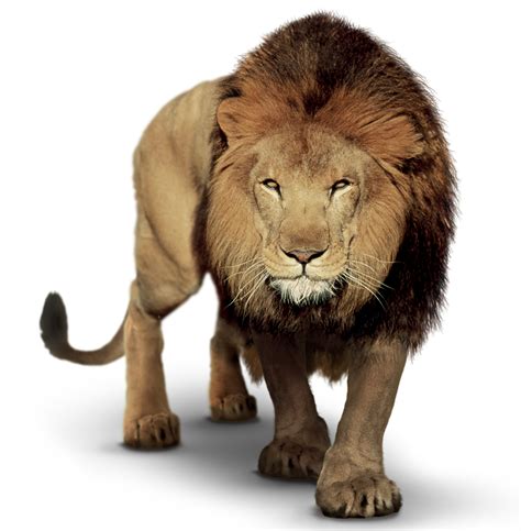 Lion Clip Art Portable Network Graphics Image Illustr - vrogue.co