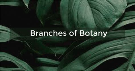 Botany Definition - JavaTpoint