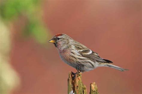 Common Redpoll | Bird Identification Guide | Bird Spot