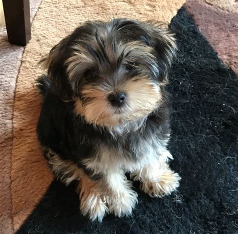 My little Morkie, Kaci, just 12 weeks old. | Morkie puppies, Very cute ...