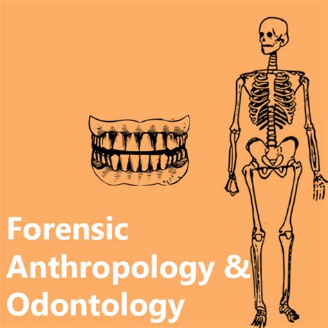 Analysis of Skeletal Remains in Criminal Investigation - Forensics Digest