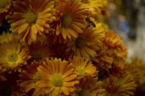 bee_flowers | tx2z | Flickr