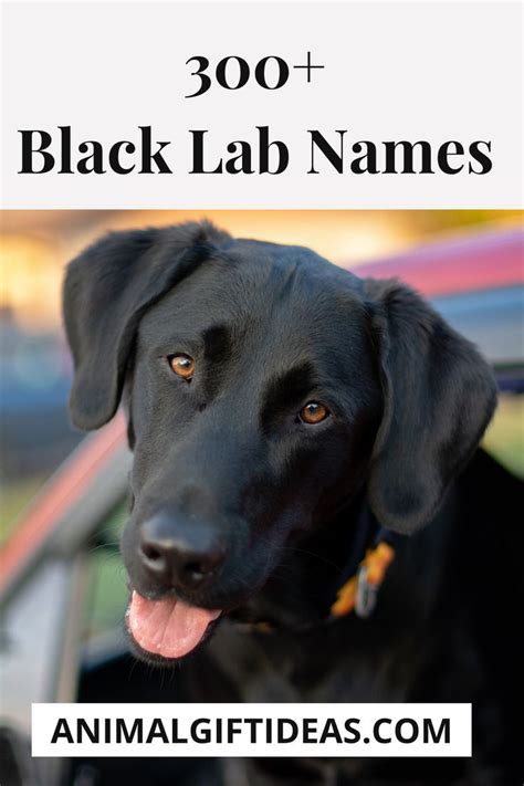 Black Lab Names - Unique Ideas for Naming Your Black Labrador | Black ...