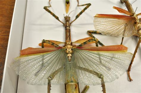 A behind-the-scenes look at our stick insect collection | Western Australian Museum