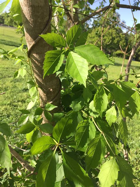 Any of these plants poison ivy/oak? | TexAgs