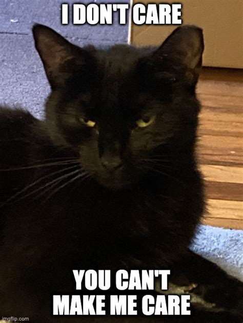 Unimpressed Cat - Imgflip