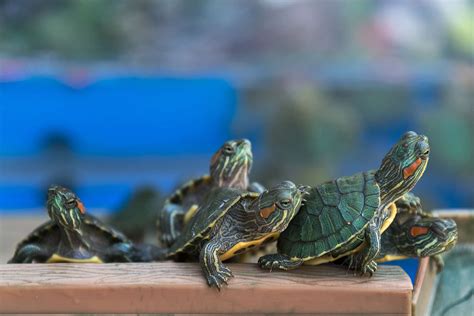 A Guide to Caring for Pet Red-Eared Sliders