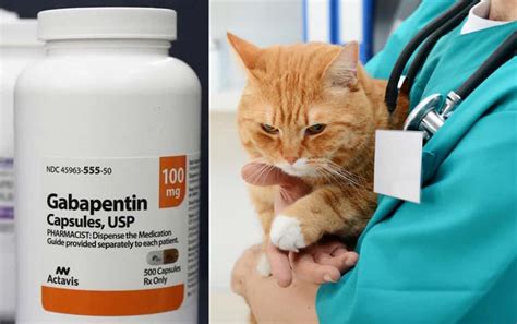 Safe Gabapentin For Cats Dosage Chart | Dose Calculator