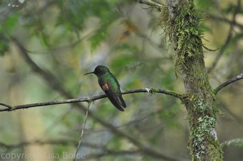 Hummingbirds of Panama | The Accidental Birder