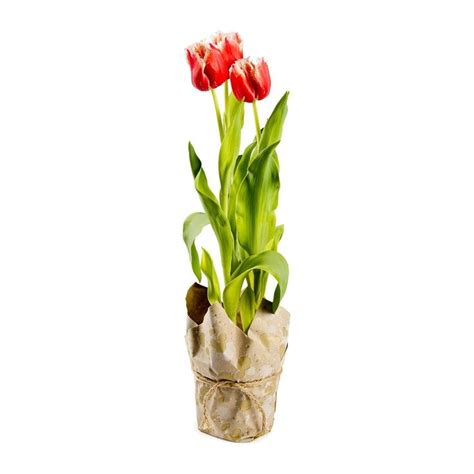 Wrapped Potted Tulips | Tulips, Planting flowers, Flower pots