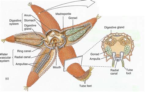 Starfish Labelled Diagram - Wiring Diagram Pictures