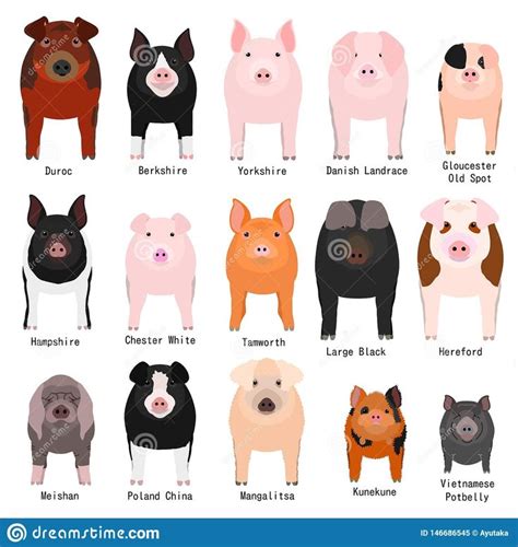 Pig Breeds Chart With Breeds Name Stock Vector - Illustration of animals, bacon: 146686545 | Pig ...