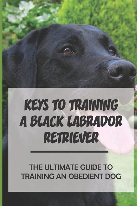 Buy Keys To Training A Black Labrador Retriever: The Ultimate Guide To ...