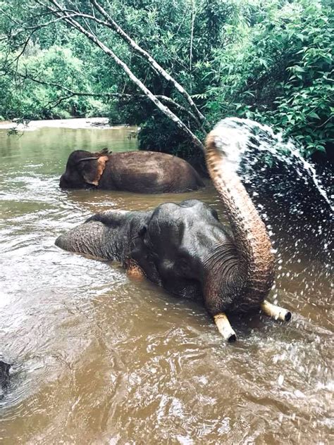 Mondulkiri Elephant & Wildlife Sanctuary