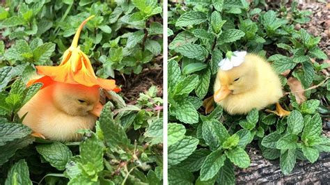 Sleepy Ducklings Have Adorable Flower Hats - YouTube