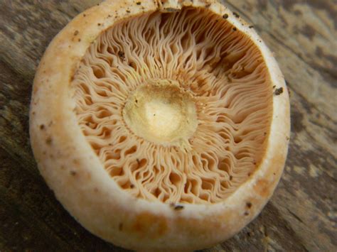 Help Identifying 7 types of mushrooms - Southeast US - Mushroom Hunting and Identification ...
