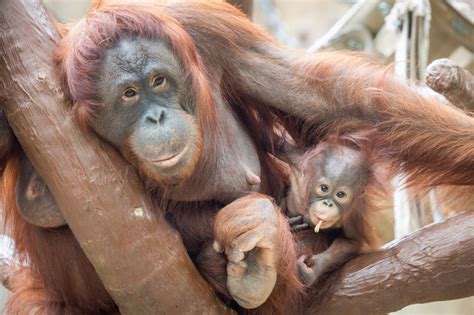 New Orangutan Baby Is Bright as Sunshine - ZooBorns