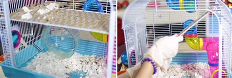 🥇How to Clean a Hamster Cage in (May 2022) - Guide