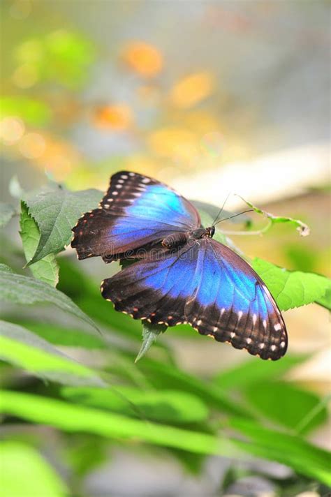 Magical Blue Morpho Butterfly - Wings Opened Stock Photo - Image of ...