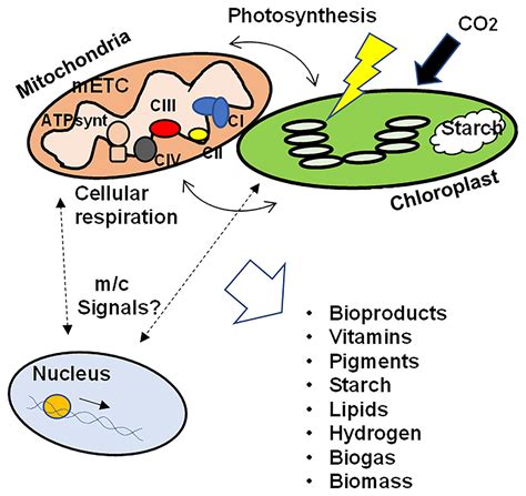 Mitochondria and chloroplasts function in microalgae energy production ...