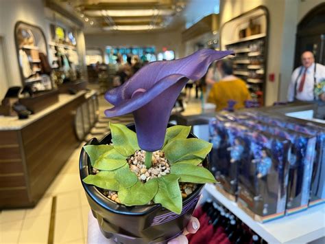 'Black Panther' Heart-Shaped Herb Artificial Plant Now Available at Walt Disney World - WDW News ...