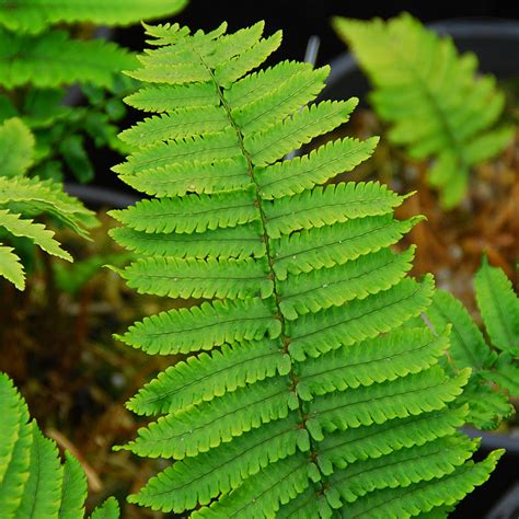 Dryopteris affinis Polydactyla Dadds - Art's Nursery