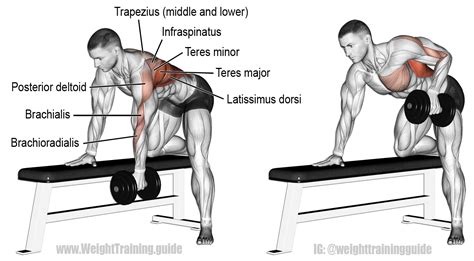 Bent-over dumbbell row instructions and video | Weight Training Guide | Back workout program ...