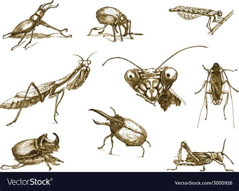 Insect Royalty Free Vector Image - VectorStock