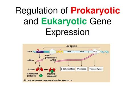 PPT - Regulation of Prokaryotic and Eukaryotic Gene Expression ...