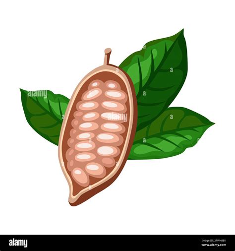 Bean of cocoa tree cartoon illustration. Cacao beans with leaves on ...