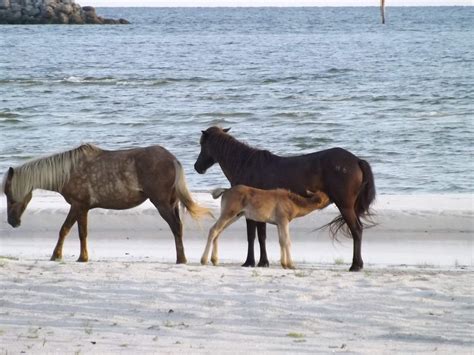 Cedar Island National Wildlife Refuge - All You Need to Know BEFORE You ...