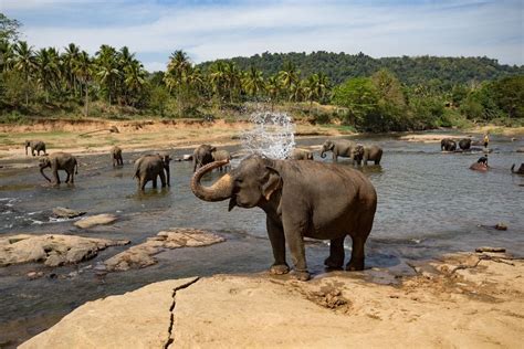 The 12 Most Beautiful Spots in Sri Lanka Chiang Mai, Elephas Maximus ...