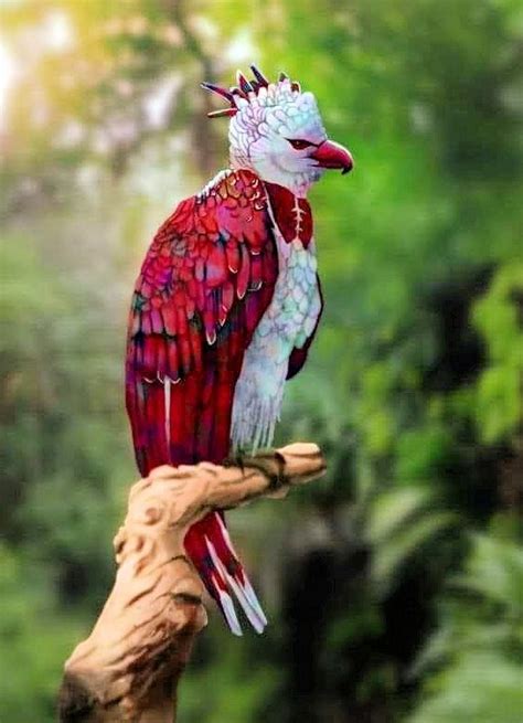 Rainbow Harpy Eagle Rare Birds, Exotic Birds, Colorful Birds, Exotic Pets, Unusual Animals ...