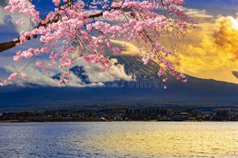 The Beauty of Cherry Blossoms Around Lake Kawaguchiko,Japan Stock Image - Image of asia, nature ...